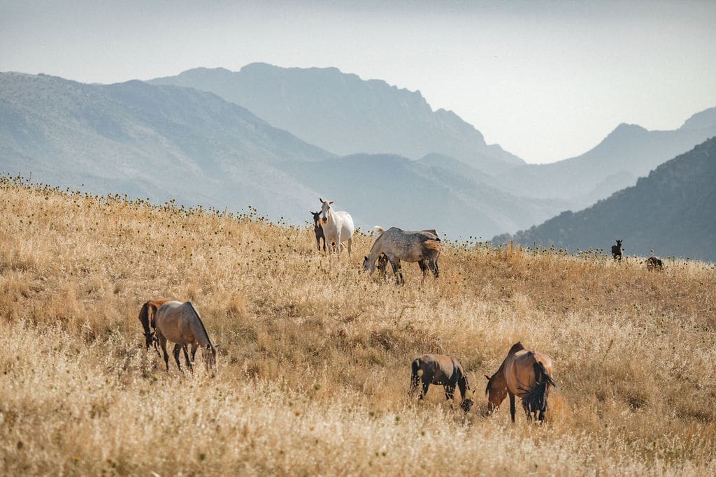 Horses grazing at Finca La Donaira, Andalucía, Spain